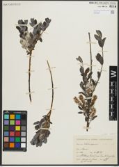 Foto von Salix repens subsp. repens L.
